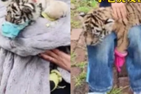 중국의 누리꾼이 올린 영상 속 입마개와 발덮개를 쓴 새끼 호랑이. 웨이보