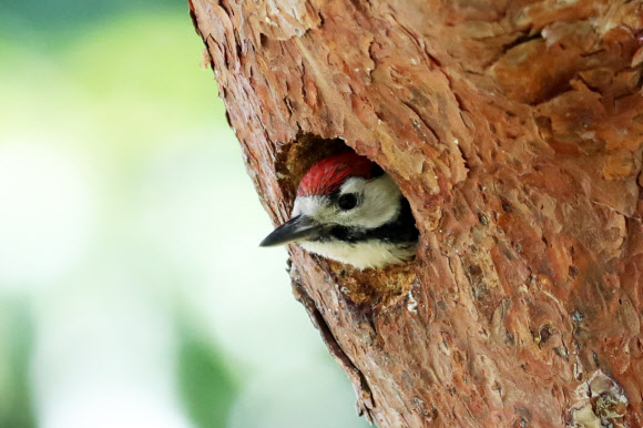한국에 사는 텃새인 오색딱따구리 새끼가 20일 경북 경주시 황성동 황성공원 나무 구멍 둥지에서 고개를 내밀고 있다. 2024.5.20 연합뉴스