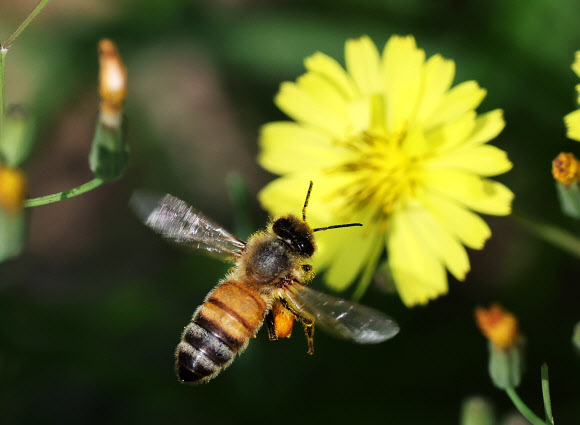 세계 벌의 날인 20일 경기도 수원시 한 공원에서 꿀벌이 들꽃 사이를 분주하게 날아다니고 있다. 2024.5.20 연합뉴스