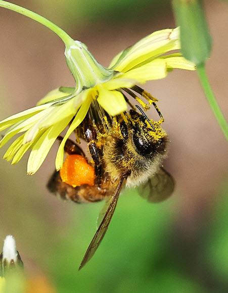 세계 벌의 날인 20일 경기도 수원시 한 공원에서 꿀벌이 들꽃 위에서 꽃가루를 가득 묻히고 있다. 2024.5.20 연합뉴스