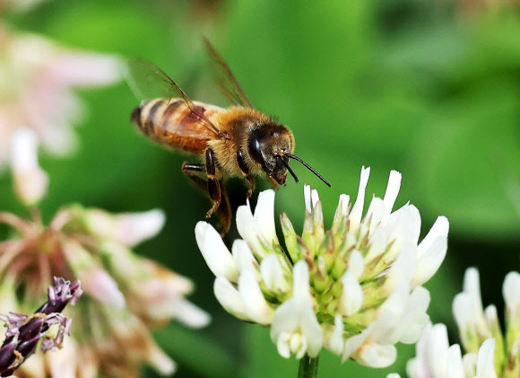 세계 벌의 날인 20일 경기도 수원시 한 공원에서 꿀벌이 토끼풀꽃 사이를 분주하게 날아다니고 있다. 2024.5.20 연합뉴스