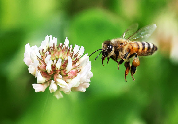 세계 벌의 날인 20일 경기도 수원시 한 공원에서 꿀벌이 토끼풀꽃 사이를 분주하게 날아다니고 있다. 2024.5.20 연합뉴스