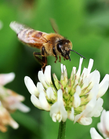 세계 벌의 날인 20일 경기도 수원시 한 공원에서 꿀벌이 토끼풀꽃 사이를 분주하게 날아다니고 있다. 2024.5.20 연합뉴스
