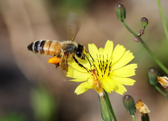 세계 벌의 날인 20일 경기도 수원시 한 공원에서 꿀벌이 들꽃 위에서 꽃가루를 가득 묻히고 있다. 2024.5.20 연합뉴스