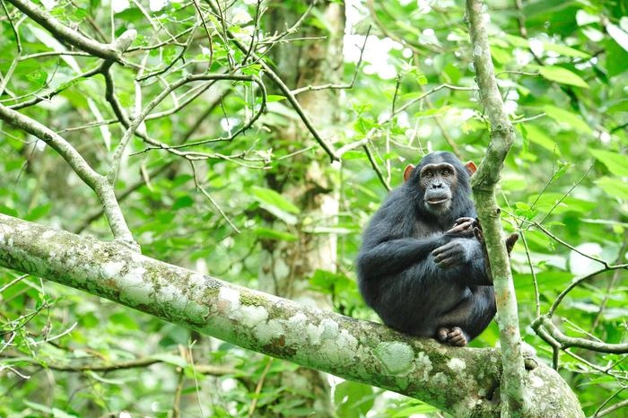 ‘상가 트리내셔널’ 지역은 중앙아프리카공화국, 카메룬, 콩고 공화국에 걸쳐 있는 숲으로 생물학적 공동체로서의 고유성을 인정받아 유네스코 세계유산으로 지정됐다. 상가 트리내셔널 지역에 서식하는 침팬지의 모습. 전미 야생동물보호협회 제공