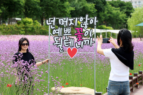 27일 전남 장성 황룡강 꽃길에서 시민들이 만발한 버들마편초를 배경으로 기념사진 찍고 있다. 2024.5.27. 연합뉴스