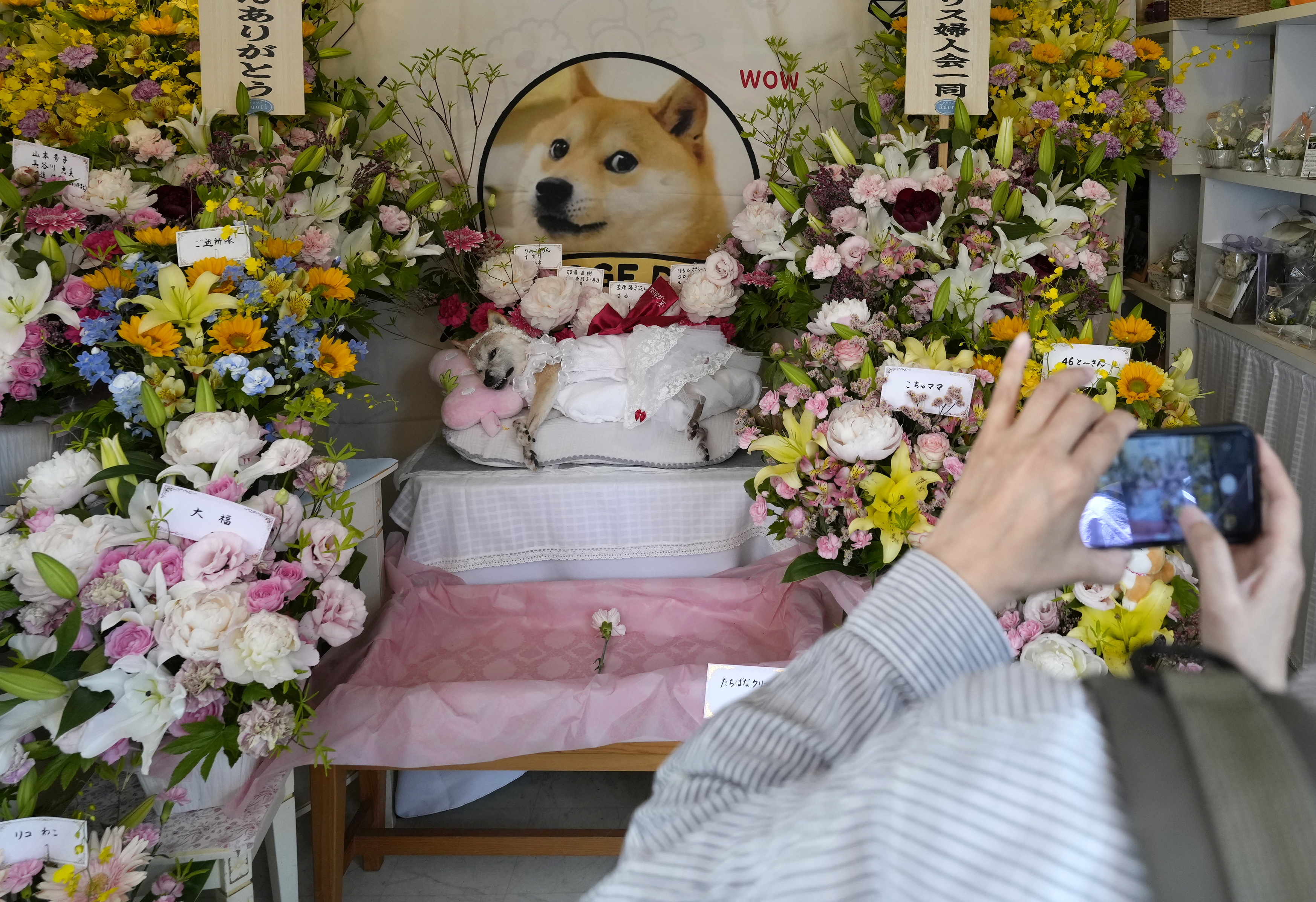 26일 일본 지바현 나리타시에 마련된 시바견 ‘카보스’의 추모 공간을 찾은 사람이 휴대전화로 사진을 찍고 있다. EPA 연합뉴스