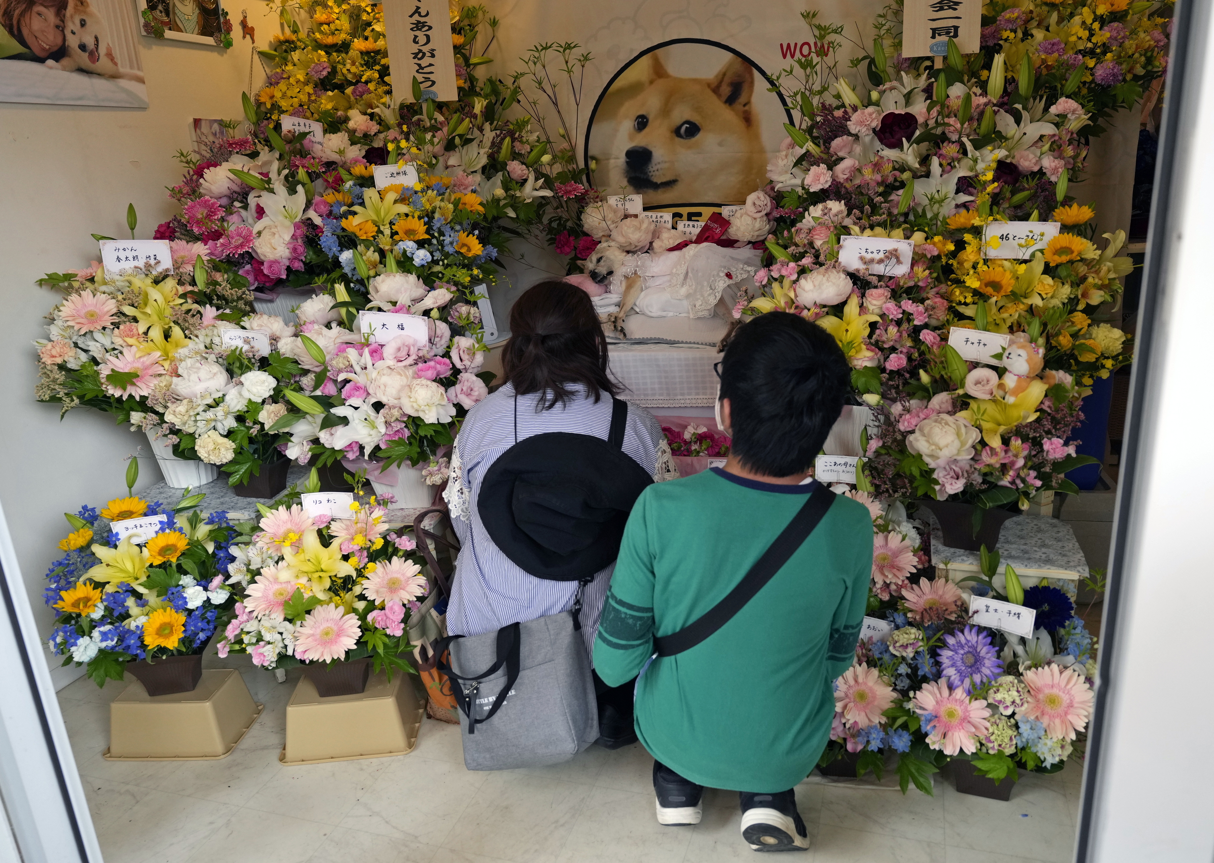 지난 26일 일본 지바현 나리타시에 차려진 시바견 가보스의 추모 공간을 찾은 사람들. ‘도지코인’의 모델로 사랑받아 온 카보스를 추모하기 위해 이날 세계 각국에서 수백명의 팬이 모였다. EPA 연합뉴스