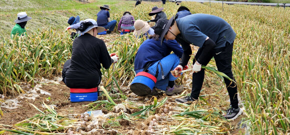 충남 태안군 원북면과 유관기관 관계자 등 40여명이 30일 원북면 대기리 고령 농민을 대신해 1천300여㎡ 밭에서 마늘을 수확하고 있다. 2024.5.30. 가우현 씨 제공·연합뉴스