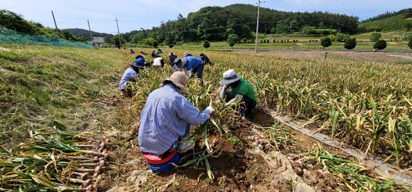 충남 태안군 원북면과 유관기관 관계자 등 40여명이 30일 원북면 대기리 고령 농민을 대신해 1천300여㎡ 밭에서 마늘을 수확하고 있다. 2024.5.30. 가우현 씨 제공·연합뉴스