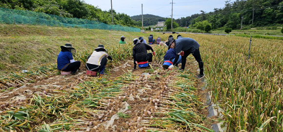 충남 태안군 원북면과 유관기관 관계자 등 40여명이 30일 원북면 대기리 고령 농민을 대신해 1천300여㎡ 밭에서 마늘을 수확하고 있다. 2024.5.30. 가우현 씨 제공·연합뉴스