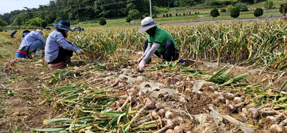 충남 태안군 원북면과 유관기관 관계자 등 40여명이 30일 원북면 대기리 고령 농민을 대신해 1천300여㎡ 밭에서 마늘을 수확하고 있다. 2024.5.30. 가우현 씨 제공·연합뉴스