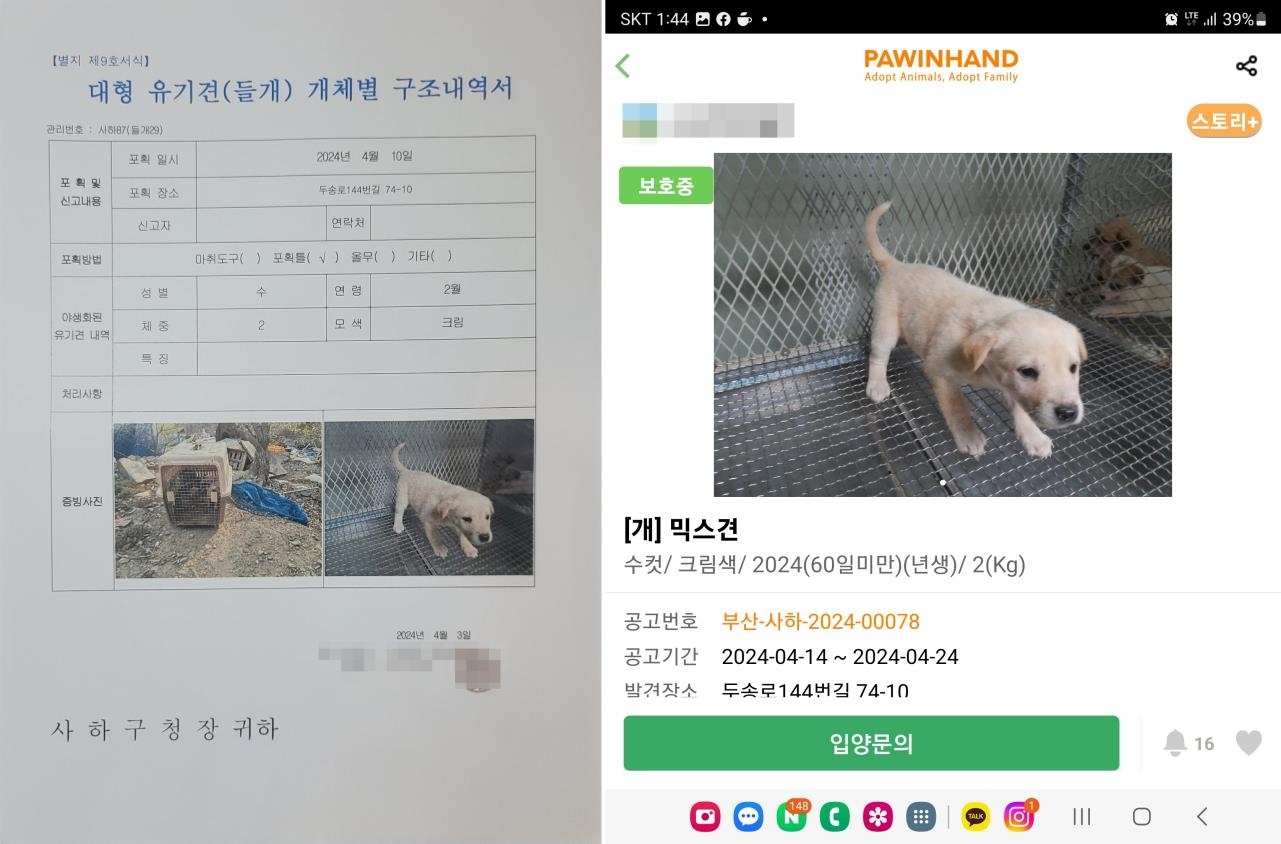 대형 유기견 개체별 구조내역서에 등록된 3개월된 강아지. 비글구조네트워크