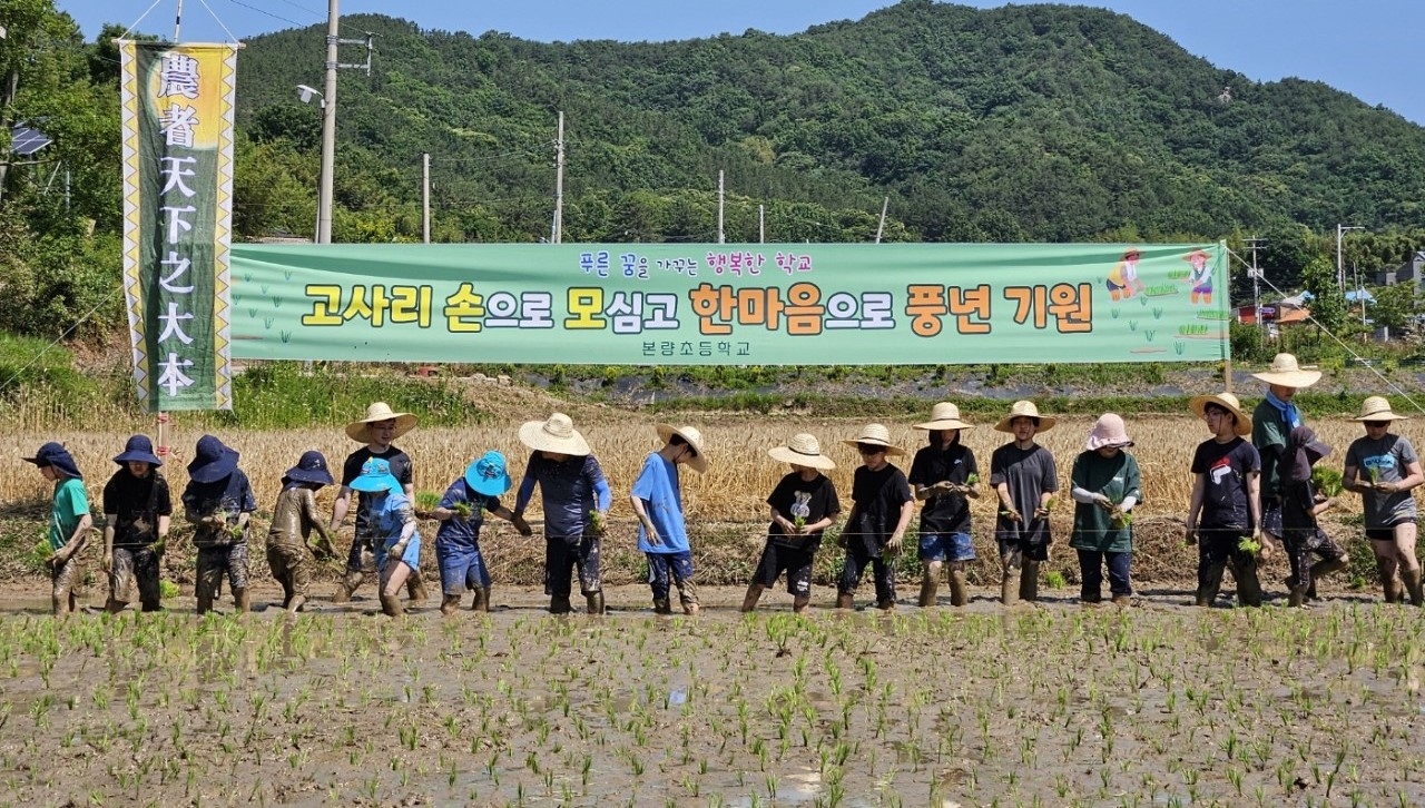 본량초등학교 병설유치원과 본교 재학생 34명이  ‘손 모심기 벼농사 체험’을 가졌다.