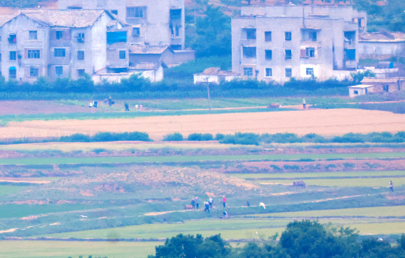 정부의 9·19 군사합의 효력정지 결정으로 대북 확성기 방송 재개는 물론 군사분계선 일대의 군사 훈련이 가능해진 가운데 7일 경기도 파주시 오두산통일전망대에서 바라본 북한 황해북도 개풍군 일대에서 주민들이 농사일을 하고 있다. 2024.6.7  연합뉴스