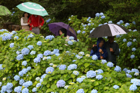 비가 내리는 8일 제주 서귀포시 혼인지를 방문한 관광객들이 활짝 핀 수국길을 걷고 있다. 2024.6.8. 연합뉴스