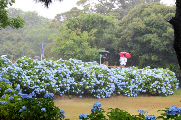 비가 내리는 8일 제주 서귀포시 혼인지를 방문한 관광객들이 활짝 핀 수국길을 걷고 있다. 2024.6.8. 연합뉴스