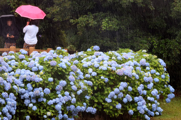 비가 내리는 8일 제주 서귀포시 혼인지에 활짝 핀 수국을 배경으로 관광객들이 사진을 찍으며 추억을 담고 있다. 2024.6.8. 연합뉴스
