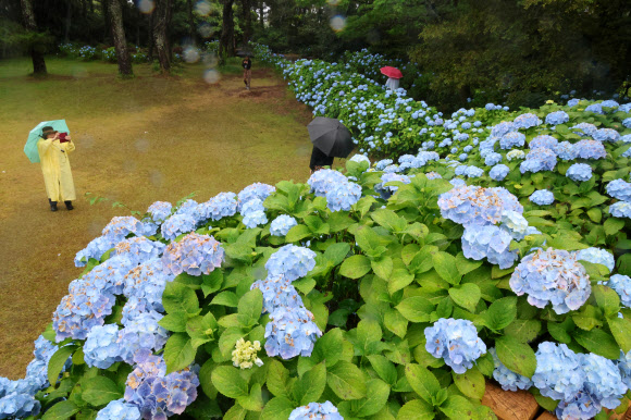 비가 내리는 8일 제주 서귀포시 혼인지에 활짝 핀 수국을 배경으로 관광객들이 사진을 찍으며 추억을 담고 있다. 2024.6.8. 연합뉴스