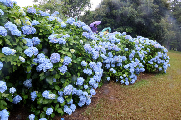 비가 내리는 8일 제주 서귀포시 혼인지를 방문한 관광객들이 활짝 핀 수국길을 걷고 있다. 2024.6.8. 연합뉴스