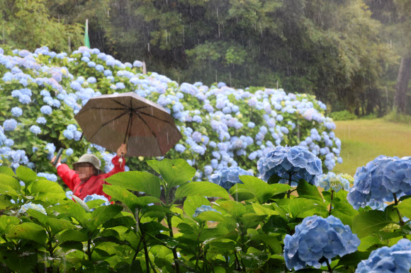 비가 내리는 8일 제주 서귀포시 혼인지에 활짝 핀 수국을 배경으로 관광객들이 사진을 찍으며 추억을 담고 있다. 2024.6.8. 연합뉴스