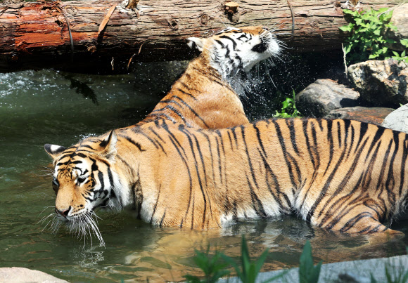 물놀이 즐기는 한국호랑이