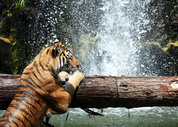 물놀이 즐기는 한국호랑이
