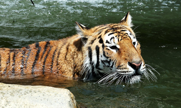 한국호랑이의 여름나기