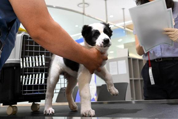 지난 18일 투르크메니스탄 국견(國犬) 알라바이가 인천국제공항에 도착해 검역 절차를 밟고 있다.  투르크메니스탄 국가최고지도자 겸 인민이사회 의장인 구르반굴리 베르디무하메도프 전 대통령은 지난 11일 국빈 방문한 윤 대통령 부부에게 알라바이 2마리를 선물했다.  한국에 도착한 생후 40일가량 된 어린 알라바이 두 마리의 현지 이름은 견종과 같은 ‘알라바이(암컷)’와 ‘가라바시(수컷)’다. 2024.6.19. 대통령실 제공