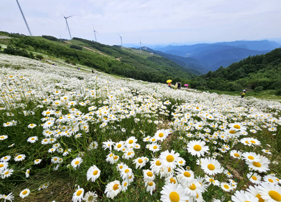 20일 강원 평창군 청옥산 육백마지기에 샤스타데이지가 만개해 관광객들의 시선을 사로잡고 있다. 해발 1250m의 청옥산 육백마지기는 평창군 미탄면과 정선군 정선읍에 걸쳐 있는 산이다. 육백마지기는 ‘볍씨 600말을 뿌릴 수 있는 넓은 들판’이라는 뜻이라고 전해져 내려온다. 2024.6.20  연합뉴스