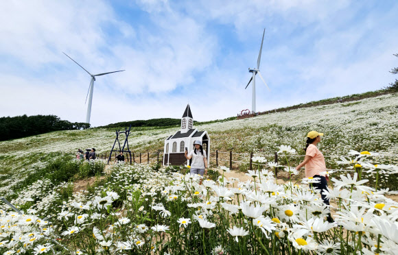 20일 강원 평창군 청옥산 육백마지기에 샤스타데이지가 만개해 관광객들의 시선을 사로잡고 있다. 해발 1250m의 청옥산 육백마지기는 평창군 미탄면과 정선군 정선읍에 걸쳐 있는 산이다. 육백마지기는 ‘볍씨 600말을 뿌릴 수 있는 넓은 들판’이라는 뜻이라고 전해져 내려온다. 2024.6.20  연합뉴스