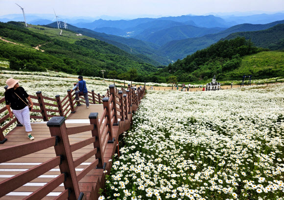 20일 강원 평창군 청옥산 육백마지기에 샤스타데이지가 만개해 관광객들의 시선을 사로잡고 있다. 해발 1250m의 청옥산 육백마지기는 평창군 미탄면과 정선군 정선읍에 걸쳐 있는 산이다. 육백마지기는 ‘볍씨 600말을 뿌릴 수 있는 넓은 들판’이라는 뜻이라고 전해져 내려온다. 2024.6.20  연합뉴스