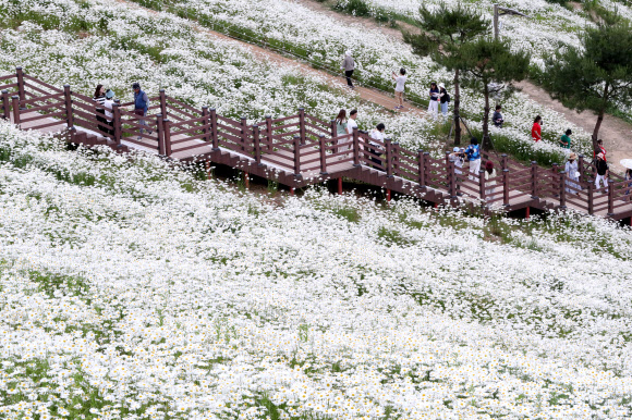 20일 강원 평창군 청옥산 육백마지기에 샤스타데이지가 만개해 관광객들의 시선을 사로잡고 있다. 2024.6.20  연합뉴스