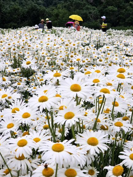 20일 강원 평창군 청옥산 육백마지기에 샤스타데이지가 만개해 관광객들의 시선을 사로잡고 있다. 해발 1250m의 청옥산 육백마지기는 평창군 미탄면과 정선군 정선읍에 걸쳐 있는 산이다. 육백마지기는 ‘볍씨 600말을 뿌릴 수 있는 넓은 들판’이라는 뜻이라고 전해져 내려온다. 2024.6.20  연합뉴스