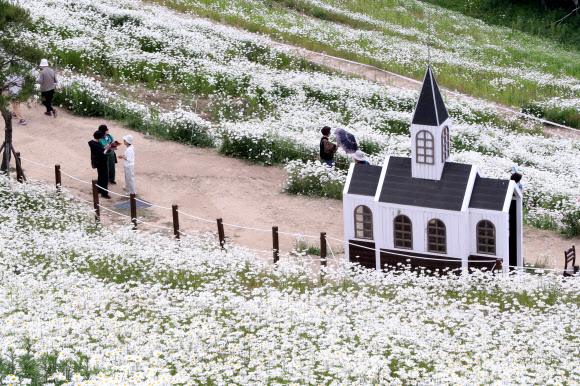 20일 강원 평창군 청옥산 육백마지기에 샤스타데이지가 만개해 관광객들의 시선을 사로잡고 있다. 2024.6.20  연합뉴스