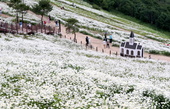 20일 강원 평창군 청옥산 육백마지기에 샤스타데이지가 만개해 관광객들의 시선을 사로잡고 있다. 2024.6.20  연합뉴스