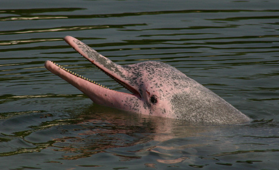 아마존강돌고래. 피부색이 얼룩덜룩한 회색과 분홍색인 모습이다. 위키피디아