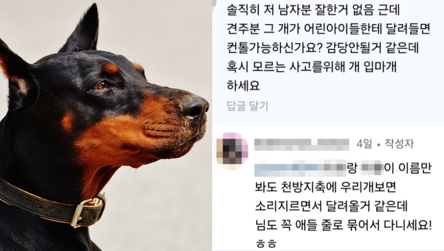 도베르만 자료사진, 한 네티즌의 댓글에 답글을 단 유튜버 A씨. 픽사베이, 연합뉴스.