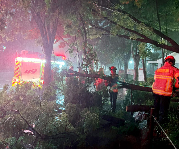 29일 오후 인천시 계양구 작전동 공원에서 강풍에 나무가 쓰러져 있다. 2024.6.30. 인천소방본부 제공