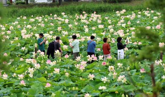 1일 강원 강릉시 경포습지 연꽃정원에 아름다운 연꽃이 활짝 펴 무더위를 잊게 하고 있다. 2024.7.1. 연합뉴스