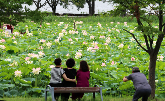1일 강원 강릉시 경포습지 연꽃정원에 아름다운 연꽃이 활짝 펴 무더위를 잊게 하고 있다. 2024.7.1. 연합뉴스