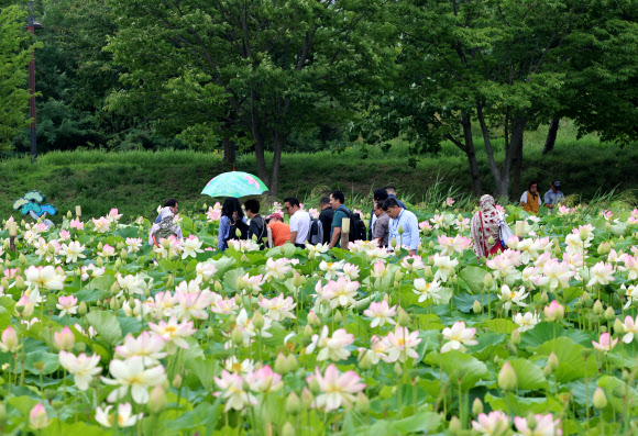 1일 강원 강릉시 경포습지 연꽃정원에 아름다운 연꽃이 활짝 펴 무더위를 잊게 하고 있다. 2024.7.1. 연합뉴스