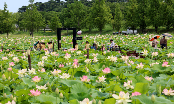 1일 강원 강릉시 경포습지 연꽃정원에 아름다운 연꽃이 활짝 펴 무더위를 잊게 하고 있다. 2024.7.1. 연합뉴스