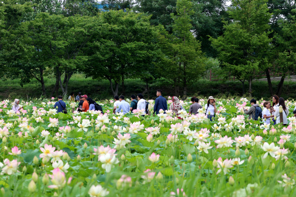 1일 강원 강릉시 경포습지 연꽃정원에 아름다운 연꽃이 활짝 펴 무더위를 잊게 하고 있다. 2024.7.1. 연합뉴스