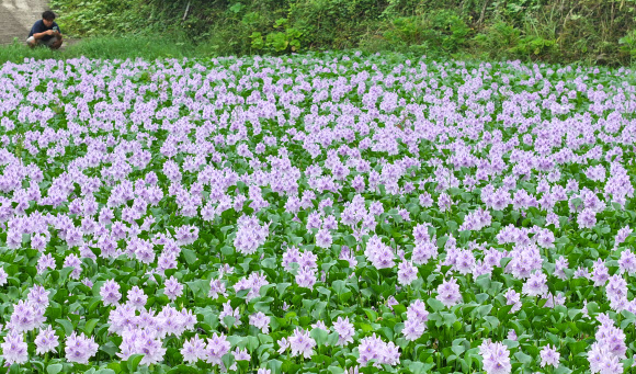 3일 오전 제주시 한경면 판포리의 한 저류지에 부레옥잠꽃이 활짝 피어 오가는 이의 눈길을 끌고 있다. 2024.7.3  연합뉴스