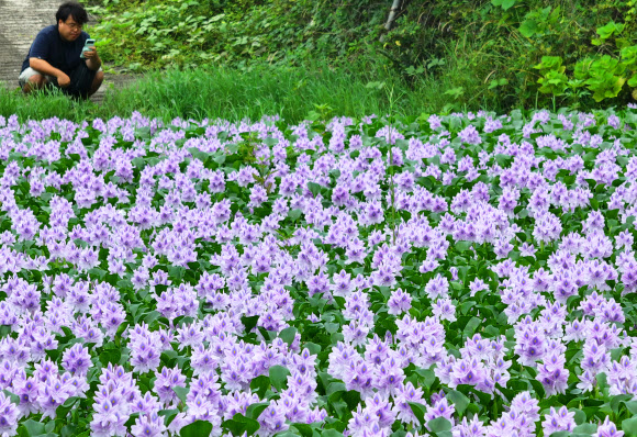 3일 오전 제주시 한경면 판포리의 한 저류지에 부레옥잠꽃이 활짝 피어 오가는 이의 눈길을 끌고 있다. 2024.7.3  연합뉴스