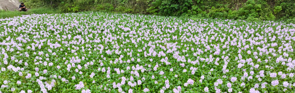 3일 오전 제주시 한경면 판포리의 한 저류지에 부레옥잠꽃이 활짝 피어 오가는 이의 눈길을 끌고 있다. 2024.7.3  연합뉴스