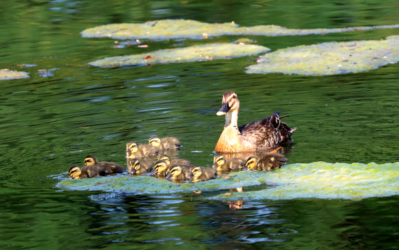 새끼 돌보는 어미 흰뺨검둥오리