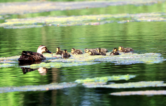 흰뺨검둥오리 다둥이 가족