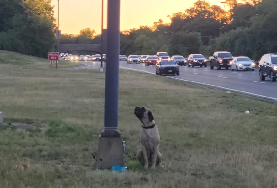 한 강아지가 고속도로 옆 가로등에 묶인 채 있는 모습을 본 레이 키노네스가 경찰에 신고했다. 레이 키노네스 제공